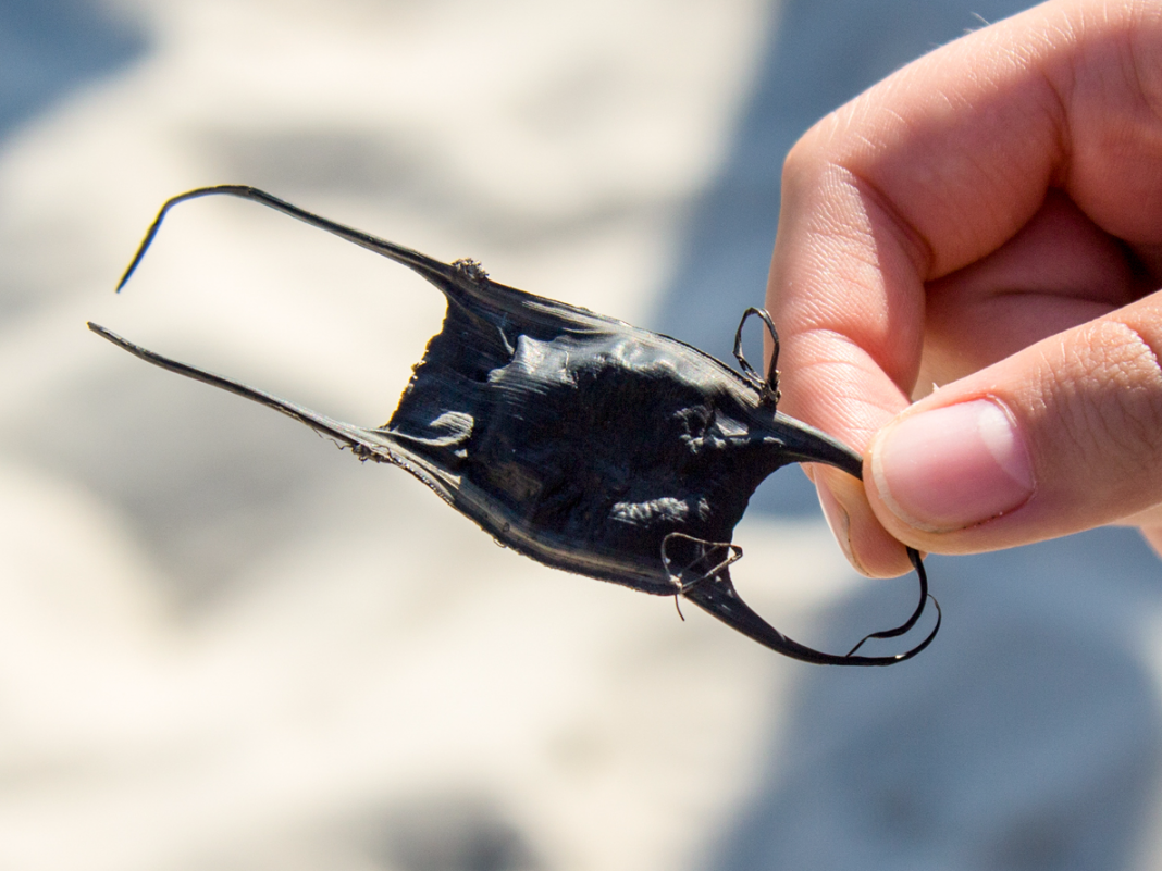 These strange black pods at the beach conceal incredible sea animals– here’s how to see them
