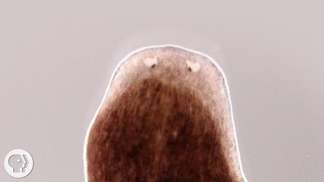 These Flatworms Can Grow Back A Body From A Piece. How Do They Do It And Could We?