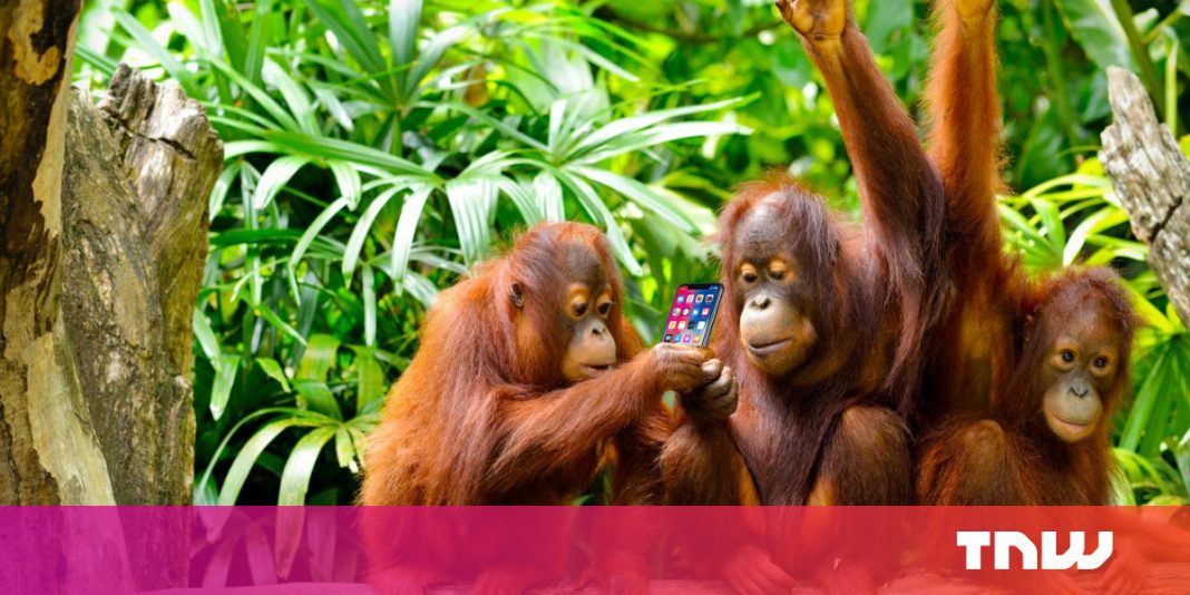 Researchers state orangutans can ‘talk’ about the previous MUCH LIKE United States