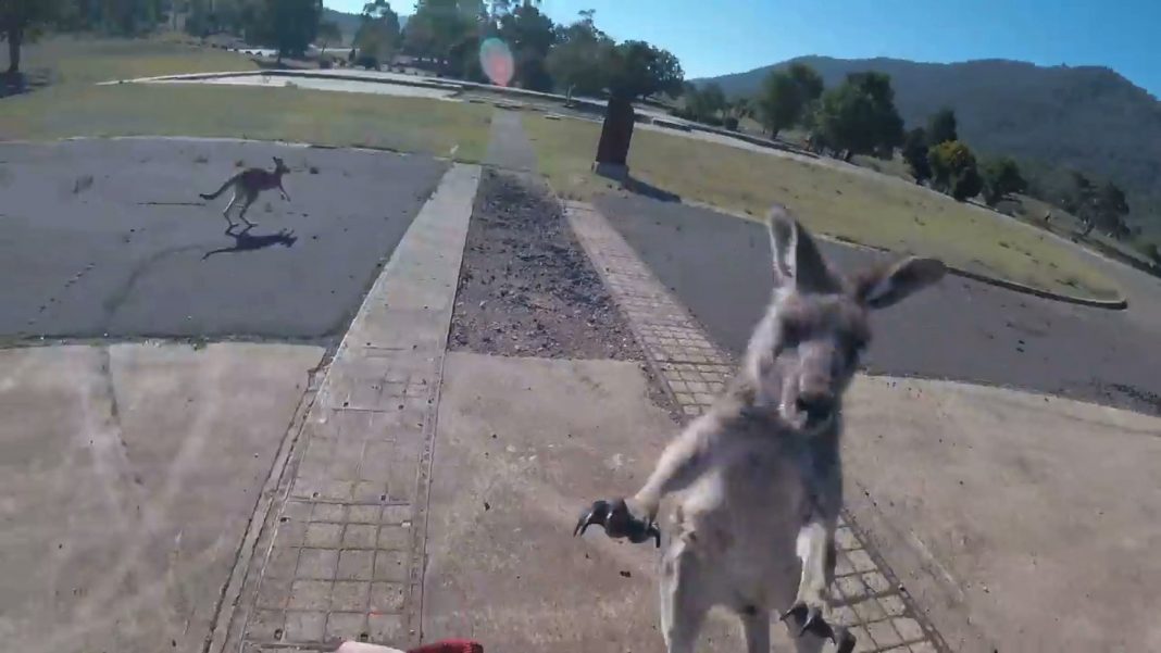 Kangaroo with a Mean Right Hook Foils Paraglider’s Perfect Landing