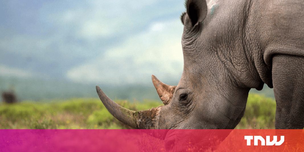 South Africa’s very first legal online rhino horn auction absolutely stopped working