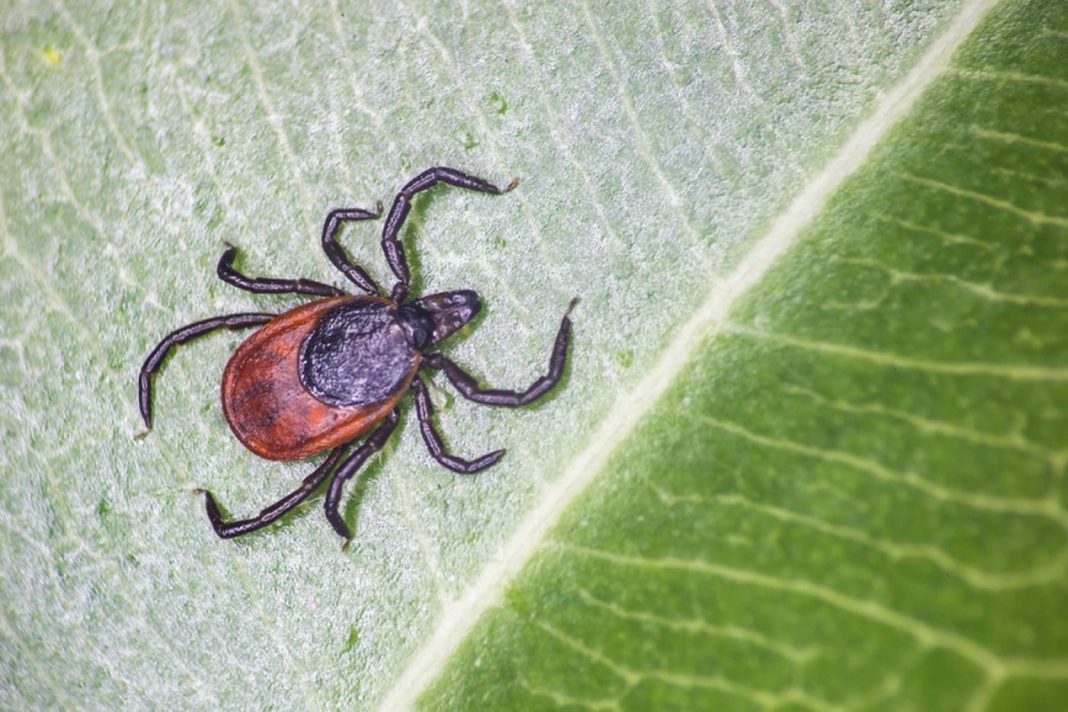 New Infection Infecting Individuals in China, and Ticks May Be the Offender