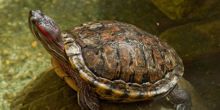How turtles use temperature to figure out their sex