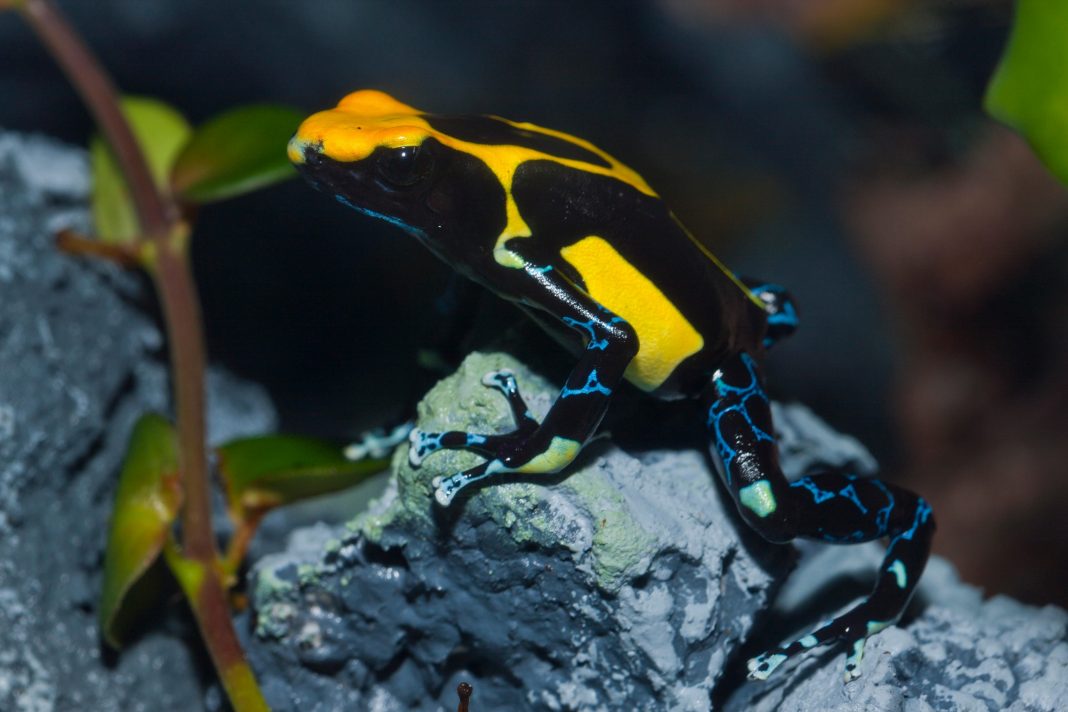 What Sparked This Colombian’s Passion? Poison Frogs At An Airport!