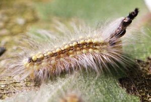 This unusual caterpillar wears its discarded heads as a very creepy hat