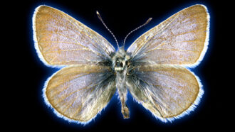 This butterfly is the first U.S. insect known to go extinct because of people This butterfly is the first U.S. insect known to go extinct because of people