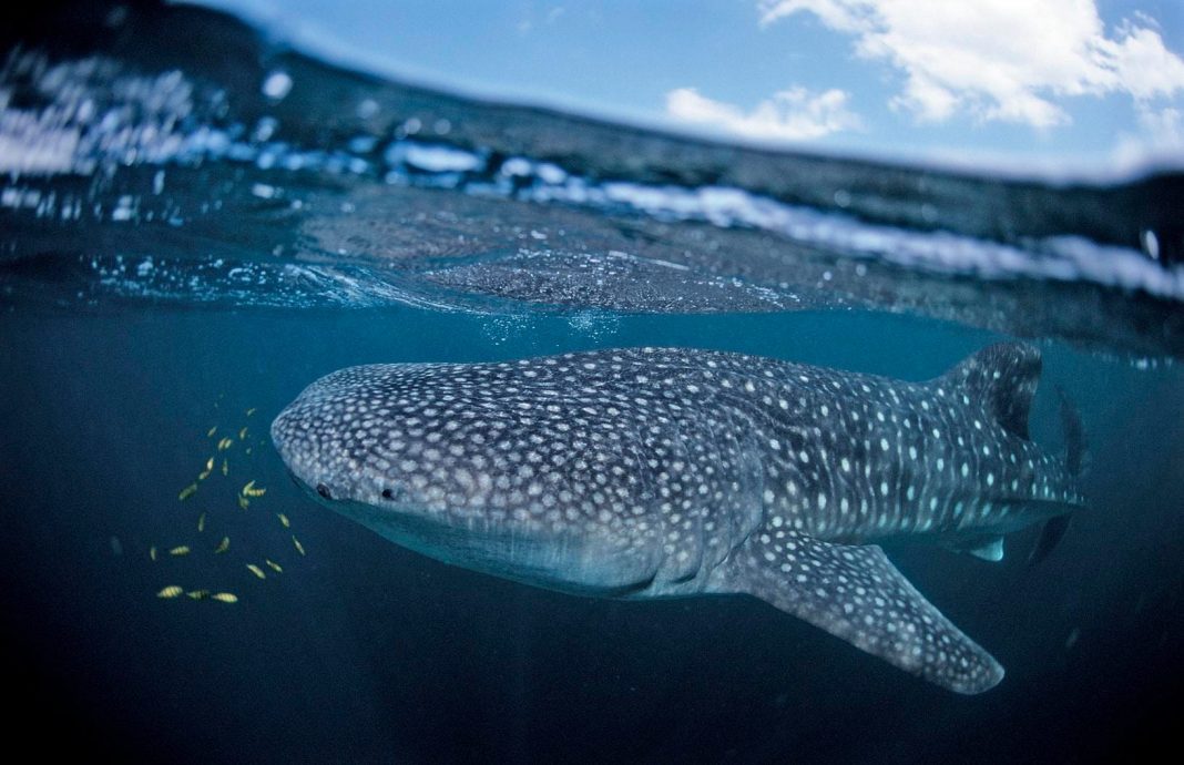 Madagascar Is A Global Hotspot For Endangered Whale Sharks