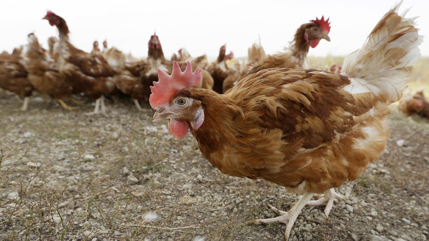 The first human case of avian flu in the U.S. is reported in Colorado