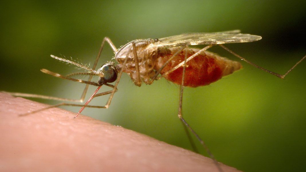 Mosquitoes spread malaria. These researchers want them to fight it instead