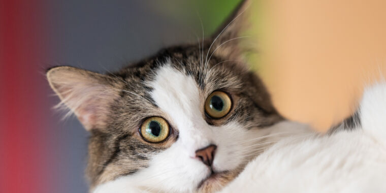 “Very sick” pet cat gave Oregon resident case of bubonic plague