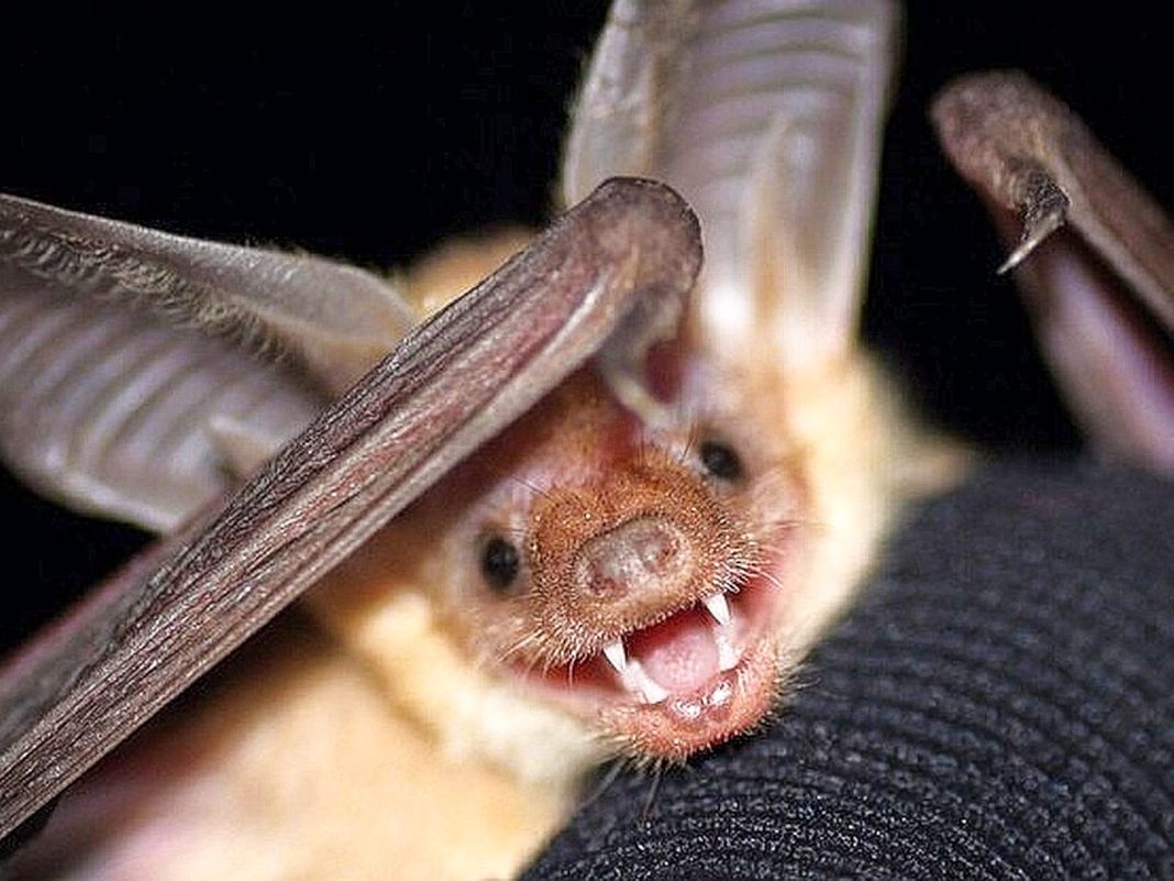 Meet California’s new state bat that eats scorpions and lizards